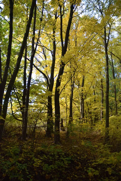 Arbres Automne Couleurs Sesonal — Photo