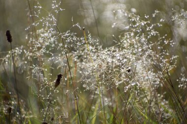 Sabahları sonbahar çiğ taneleri