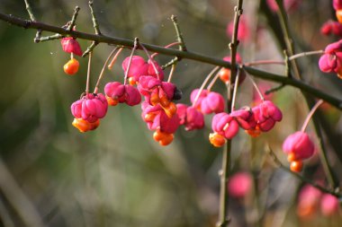 Öonymus meyveleri sonbahar zamanı