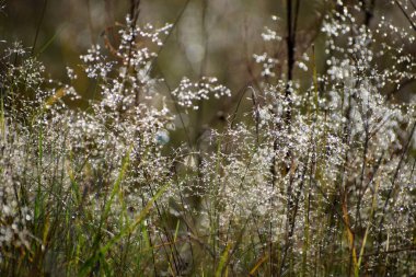 Sabahları sonbahar çiğ taneleri