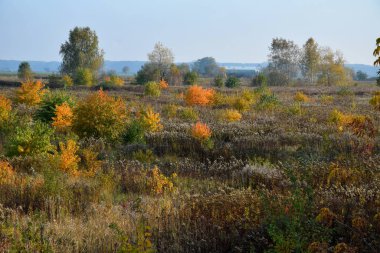 Sonbahar manzarası güneşli bir günde sesonal renkler