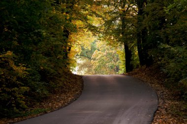 Sonbahar manzarası güneşli bir günde sesonal renkler