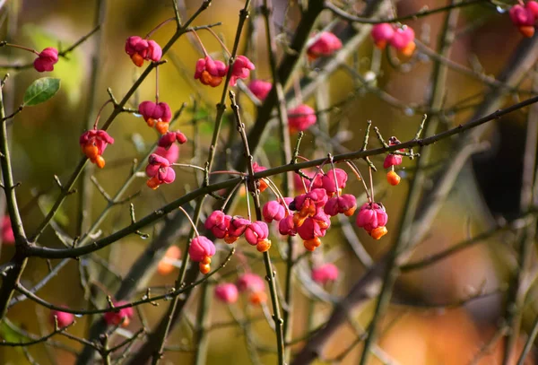 Euonymus Frutas Tempo Outono — Fotografia de Stock