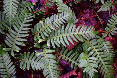 Ormandaki yeşil eğrelti otları