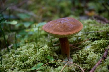 Ormanda mantar mantarı.