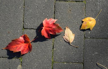 Güneşli bir günde renkli sonbahar yaprakları