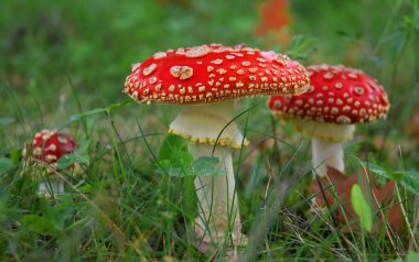 Ormanda mantar mantarı.