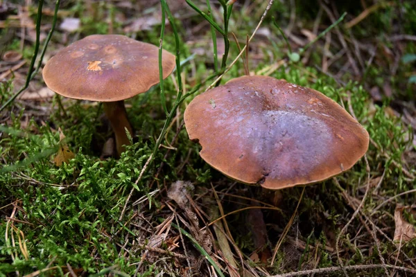 Boletus Naturaleza Seta Bosque —  Fotos de Stock