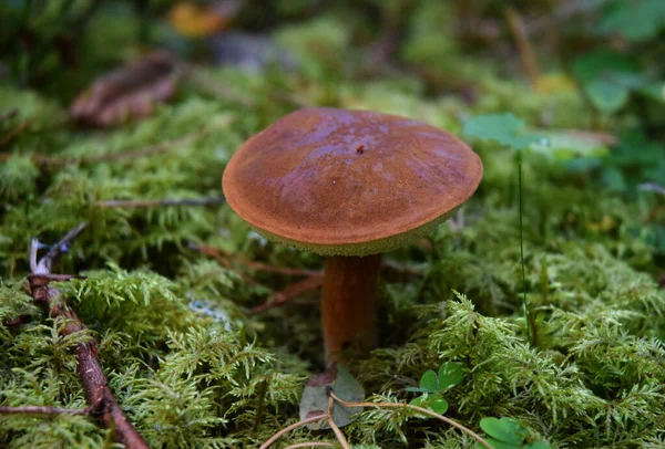 Steinpilznatur Wald — Stockfoto