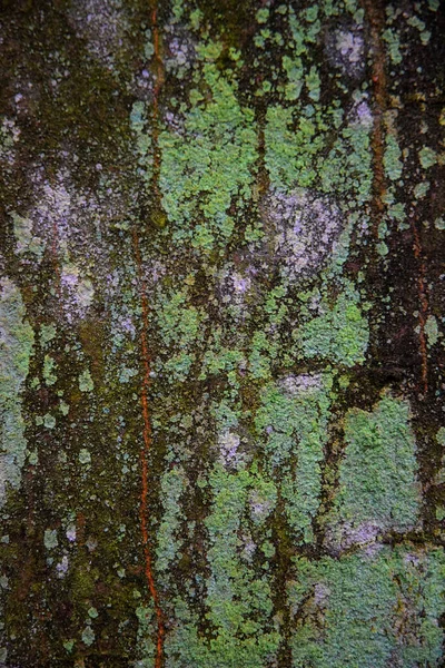 Mossy Bark Tree — Stock Photo, Image