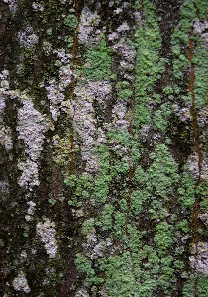 Mossig Bark Från Ett Träd — Stockfoto
