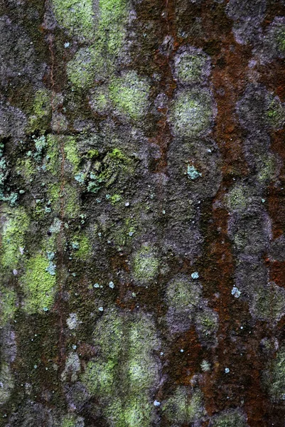 树的苔藓般的树皮 — 图库照片