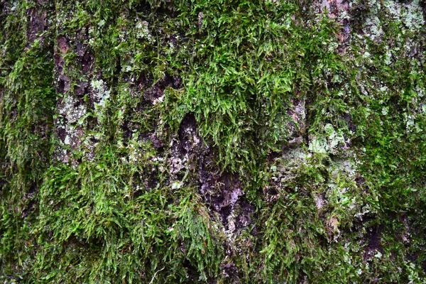 Mossy Bark Tree — Stock Photo, Image