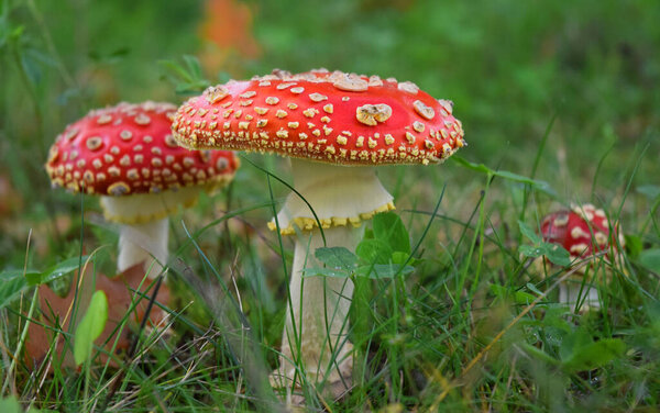 Toadstool mushroom in a forest