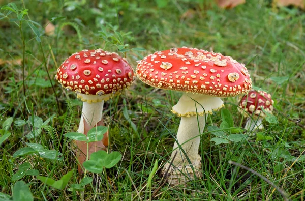 Гриб Toadstool Лісі — стокове фото