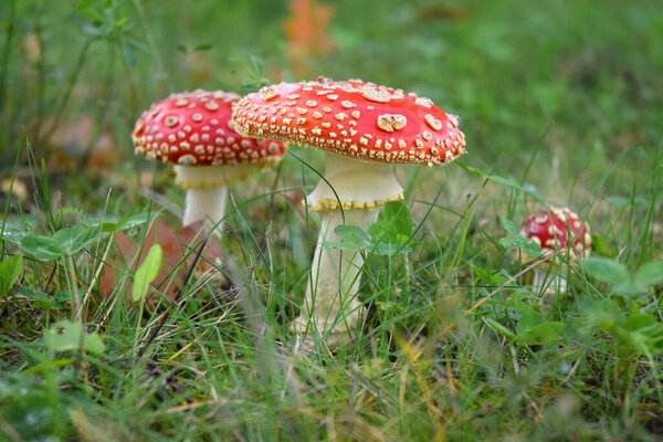Toadstool mushroom in a forest