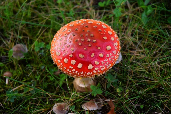 Гриб Toadstool Лісі — стокове фото