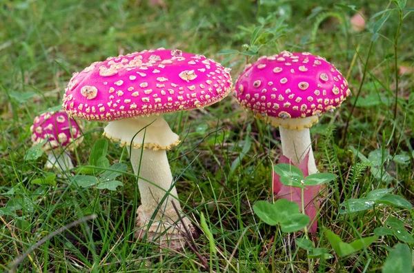 Abstrato Colorido Cogumelo Toadstool — Fotografia de Stock