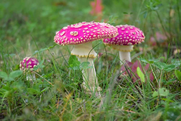 Abstrakt Gefärbter Fliegenpilz — Stockfoto