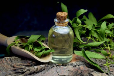 Ökseotu doğal biyo-yağ ilaçları.