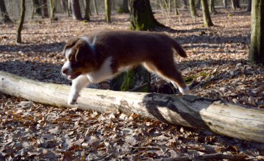 Avustralya çoban köpeği yürüyüşe çıktı.