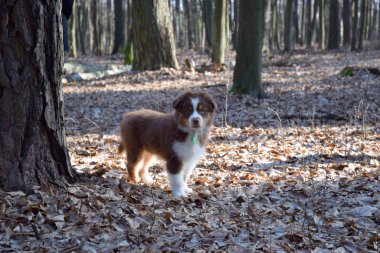 Avustralya çoban köpeği yürüyüşe çıktı.