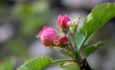 Bahar elması ağacı bahçesi