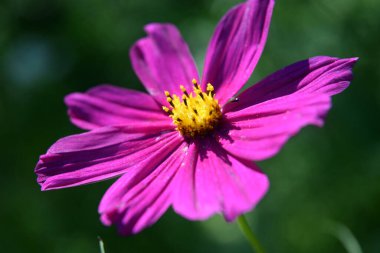 Tüylü kozmos yaz çiçeği