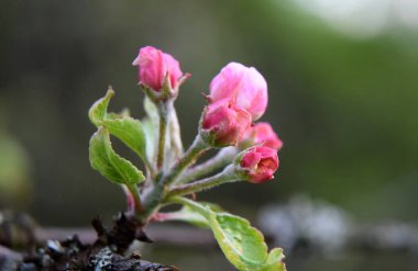 Bahar elması ağacı bahçesi