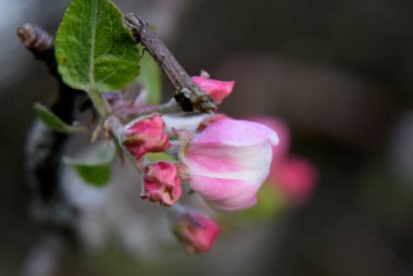 Bahar elması ağacı bahçesi