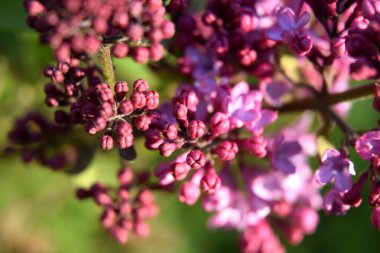 Bahar zamanı genç leylak çiçekleri