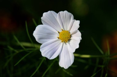 Tüylü kozmos yaz çiçeği