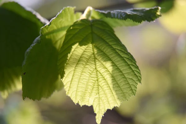 Young Hazel Leaves Spring Summer Day — Stock Photo, Image
