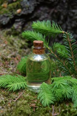 Taze taze ladin filizlerinin simgesi.