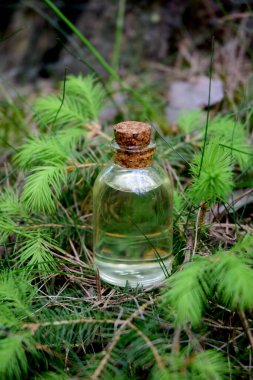 Taze taze ladin filizlerinin simgesi.