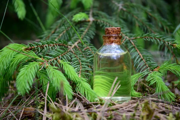 Syruo Fresh Young Shoots Spruce — Stock Photo, Image