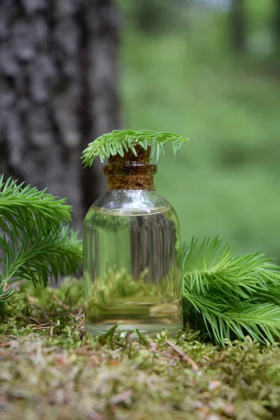 Syruo Fresh Young Shoots Spruce — Stock Photo, Image