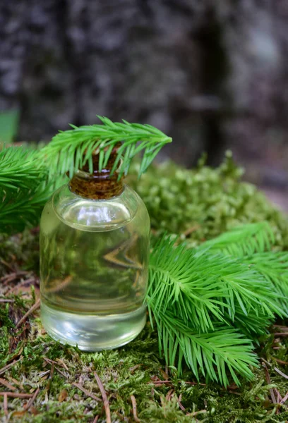 Syruo Frischer Junger Triebe Der Fichte — Stockfoto