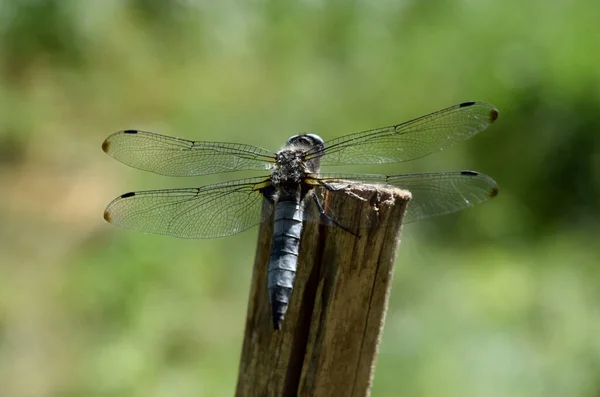 Dragonfly Αρχαίο Έντομο Στη Φύση — Φωτογραφία Αρχείου