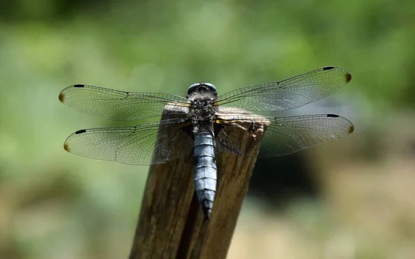 Dragonfly Ancient Insect Nature — Stock Photo, Image