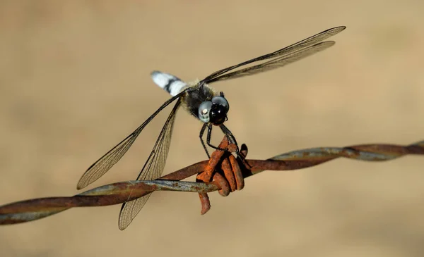 Dragonfly Ancient Insect Nature — Stock Photo, Image