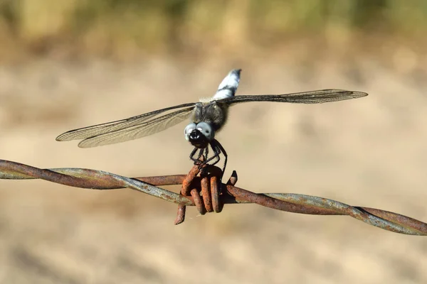 Dragonfly Ancient Insect Nature — Stock Photo, Image