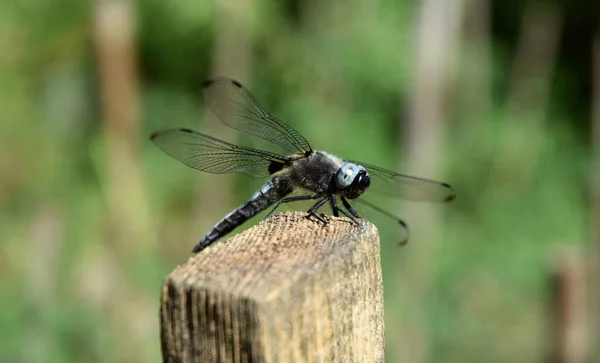 Dragonfly Αρχαίο Έντομο Στη Φύση — Φωτογραφία Αρχείου