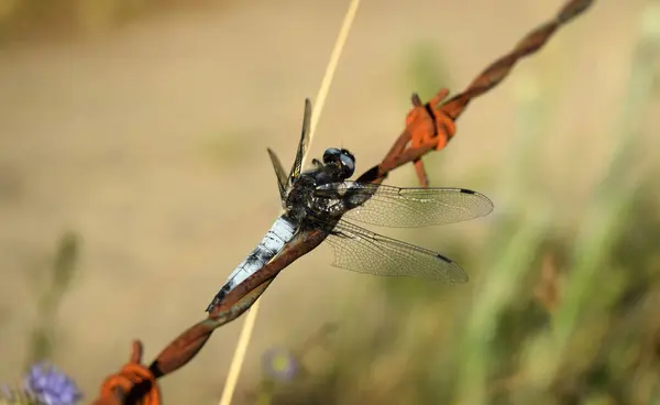 Dragonfly Αρχαίο Έντομο Στη Φύση — Φωτογραφία Αρχείου