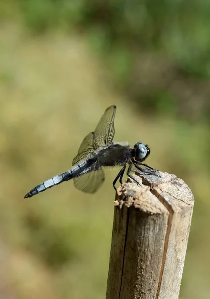 Dragonfly Αρχαίο Έντομο Στη Φύση — Φωτογραφία Αρχείου