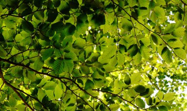 Kayın ağacı, doğal yaz zamanı.