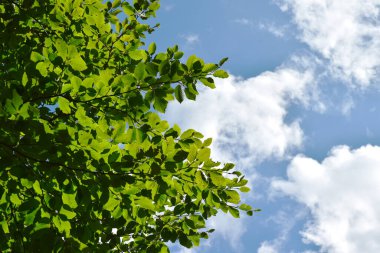 Kayın ağacı, doğal yaz zamanı.