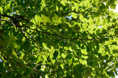 Kayın ağacı, doğal yaz zamanı.