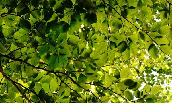 Beuken Boom Natuurlijke Zomer Tijd — Stockfoto