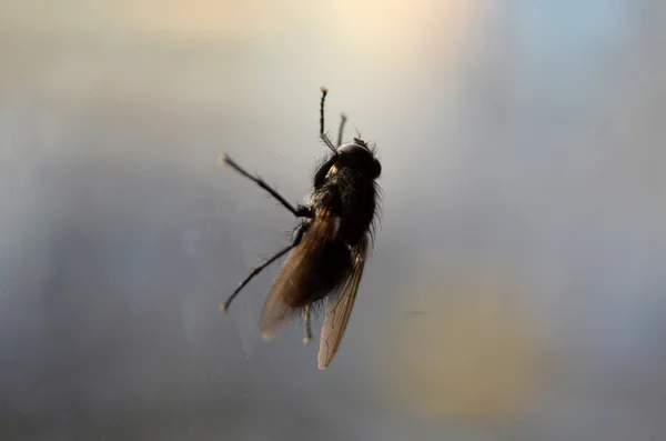 Fly on the оконный макрос — стоковое фото